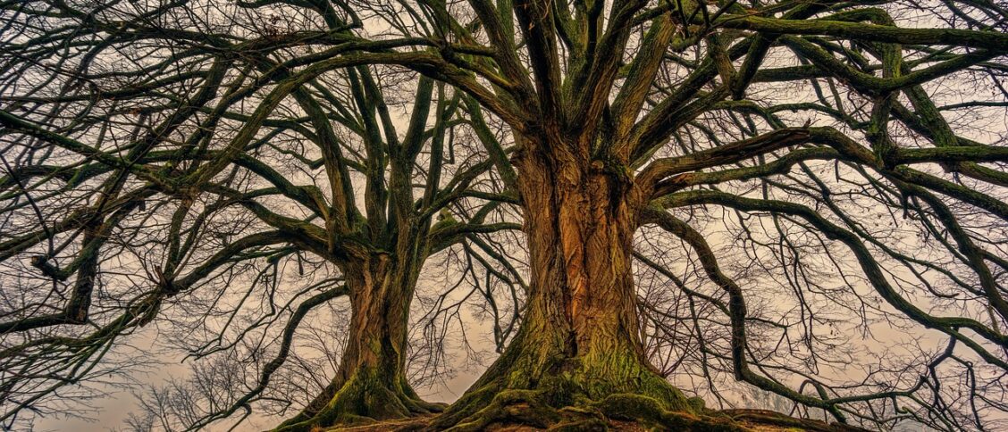 Tree Data Structure