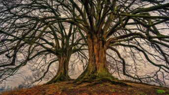 Tree Data Structure